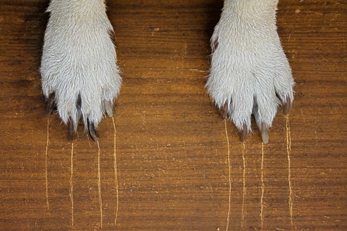 Scratched Floor