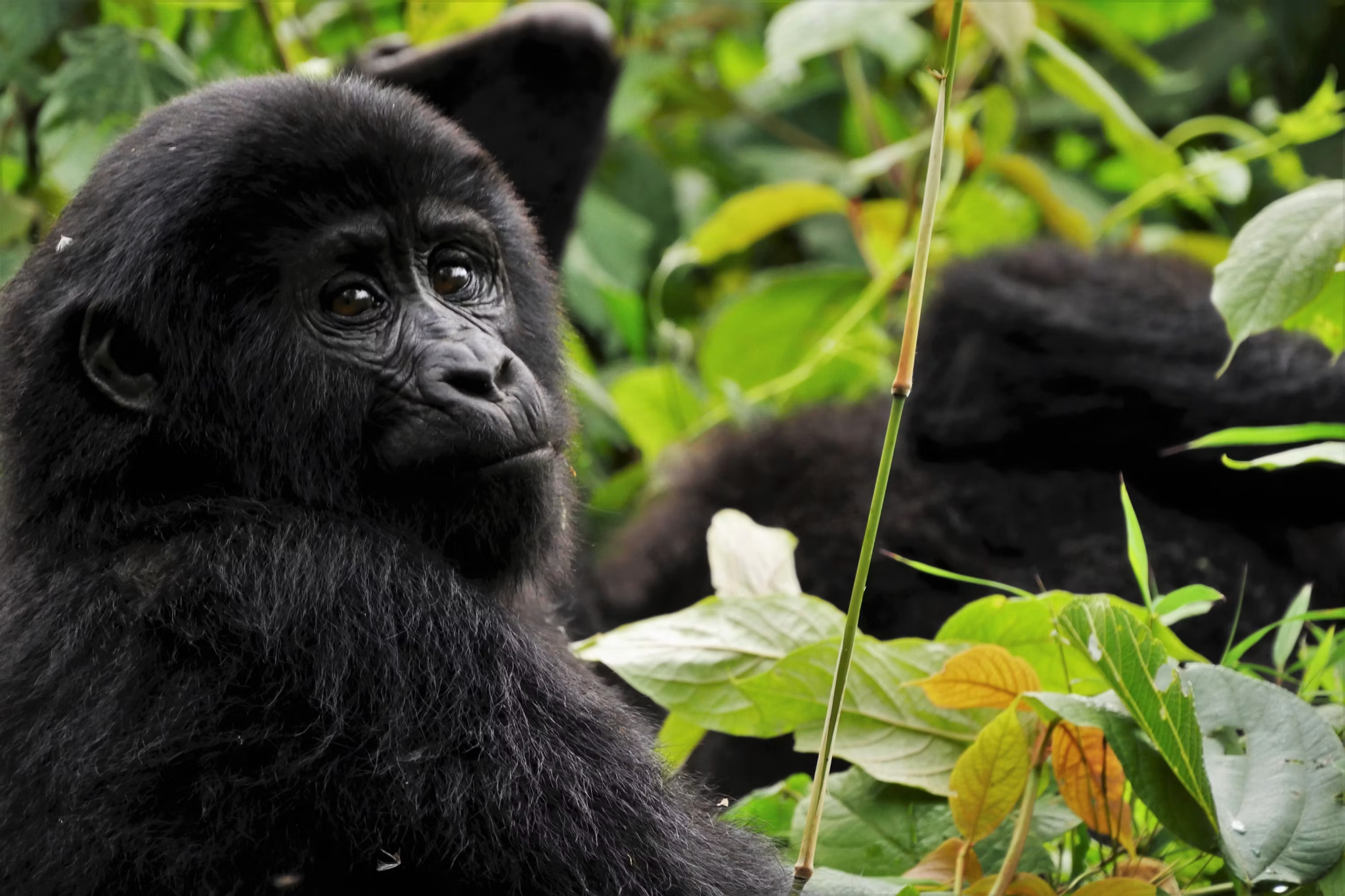 Gorilla Paths of Mist: Real Stories from Uganda and Rwanda Jungle Trekking